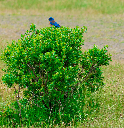 East Bay Birding-1