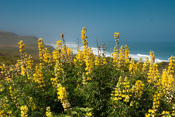 Just South of Half Moon Bay-1